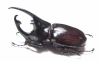 Augosoma centaurus  Cameroon 75mm - INSECTS-STORE.RU