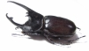 Augosoma centaurus  Cameroon 79mm - INSECTS-STORE.RU