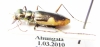 Hypaetha biramosa ssp.  Sri Lanka - INSECTS-STORE.RU