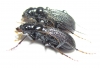 Megacephala atrospinosa atrospinosa, pair  Zambia - INSECTS-STORE.RU