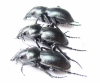 Callisthenes elegans manderstjernai, pair  Kazakhstan - INSECTS-STORE.RU