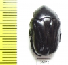 Cremastocheilini, Oplostomus sp.  Zambia - INSECTS-STORE.RU