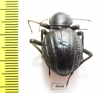 Tenebrionidae sp.  South Africa Rep. - INSECTS-STORE.RU
