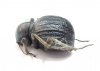 Tenebrionidae sp.  South Africa Rep. - INSECTS-STORE.RU