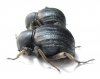 Tenebrionidae sp., pair  South Africa Rep. - INSECTS-STORE.RU