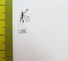 Nemopteridae sp.1  South Africa Rep. - INSECTS-STORE.RU