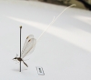 Nemopteridae sp.1  South Africa Rep. - INSECTS-STORE.RU