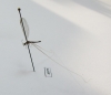 Nemopteridae sp.1  South Africa Rep. - INSECTS-STORE.RU