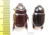 Cheiroplatys volsellus, pair  Australia - INSECTS-STORE.RU