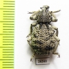 Brachyceridae sp.1  South Africa Rep. - INSECTS-STORE.RU