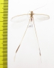 Nemopteridae sp.3  South Africa Rep. - INSECTS-STORE.RU