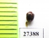 Ceratocanthinae sp.  Madagascar - INSECTS-STORE.RU