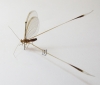 Nemopteridae sp.3  South Africa Rep. - INSECTS-STORE.RU