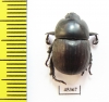 Hyboschema contractum, male  South Africa Rep. - INSECTS-STORE.RU