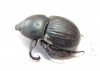 Hyboschema contractum, male  South Africa Rep. - INSECTS-STORE.RU