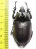Eupatorus birmanicus  Thailand  54mm - INSECTS-STORE.RU