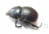 Hyboschema contractum, male  South Africa Rep. - INSECTS-STORE.RU