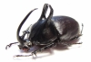 Eupatorus birmanicus  Thailand  55mm - INSECTS-STORE.RU