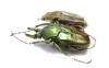 Mycteristes tibetanus, pair  Myanmar - INSECTS-STORE.RU