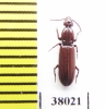 Rhysodidae sp.  China, Sichuan prov. - INSECTS-STORE.RU