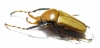 Platynocephalus miyashitai  Thailand - INSECTS-STORE.RU