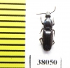Rhysodidae sp.  China, Yunnan prov. - INSECTS-STORE.RU