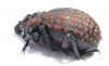 Brachycerus ornatus  Tanzania - INSECTS-STORE.RU