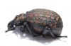 Brachycerus ornatus  Tanzania - INSECTS-STORE.RU