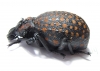 Brachycerus ornatus  Tanzania - INSECTS-STORE.RU