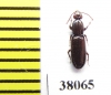 Rhysodidae sp.  China, Yunnan prov. - INSECTS-STORE.RU