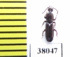 Rhysodidae sp.  China, Yunnan prov. - INSECTS-STORE.RU