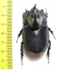 Trichogomphus simson  Indonesia, Sumatra 51mm - INSECTS-STORE.RU