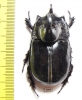Trichogomphus simson  Indonesia, Sumatra 49mm - INSECTS-STORE.RU