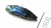 Agrilus sp. Indonesia, Sumatra - INSECTS-STORE.RU