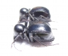 Tenebrionidae sp., pair  South Africa Rep. - INSECTS-STORE.RU