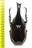 Xylotrupes gideon siamensis  Thailand - INSECTS-STORE.RU