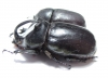 Pachyoryctes solidus, pair  Thailand  51mm - INSECTS-STORE.RU