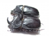 Papuana woodlarkiana, pair  Indonesia, Buru isl. - INSECTS-STORE.RU