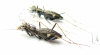 Dromica sp.  Zambia - INSECTS-STORE.RU