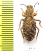 Sepidiini sp.  Zambia - INSECTS-STORE.RU