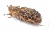 Sepidiini sp.  Zambia - INSECTS-STORE.RU