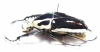 Mecynorhina torquata ugandensis  55mm - INSECTS-STORE.RU