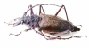 Psalidognathus friendi, female  Colombia 65(76) mm - INSECTS-STORE.RU