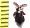 Paussinae sp.  South Africa Rep. - INSECTS-STORE.RU