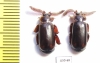 Paussinae sp.  South Africa Rep. - INSECTS-STORE.RU