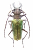 Psalidognathus sp., male  Peru 59mm - INSECTS-STORE.RU
