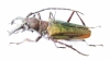 Psalidognathus sp., male  Peru 59mm - INSECTS-STORE.RU