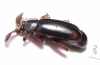 Paussinae sp.  South Africa Rep. - INSECTS-STORE.RU