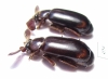 Paussinae sp.  South Africa Rep. - INSECTS-STORE.RU