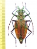 Psalidognathus sp., female  Peru 53(60) mm - INSECTS-STORE.RU